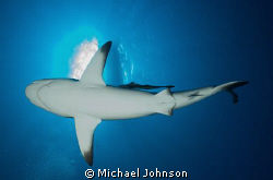 Black Tip Reef Shark in Palau by Michael Johnson 